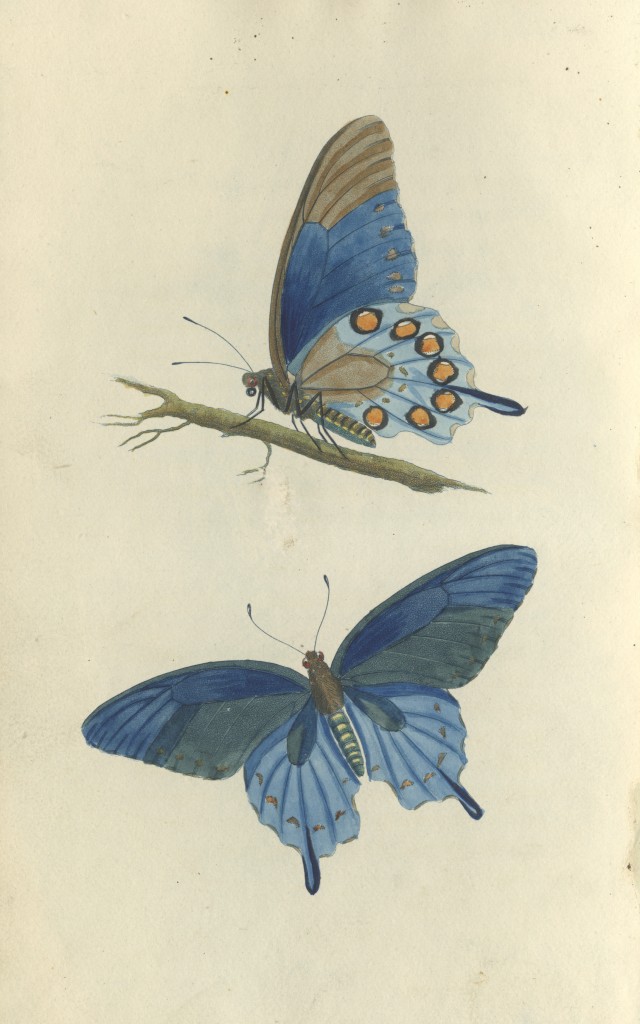From Thomas Say's American Entomology