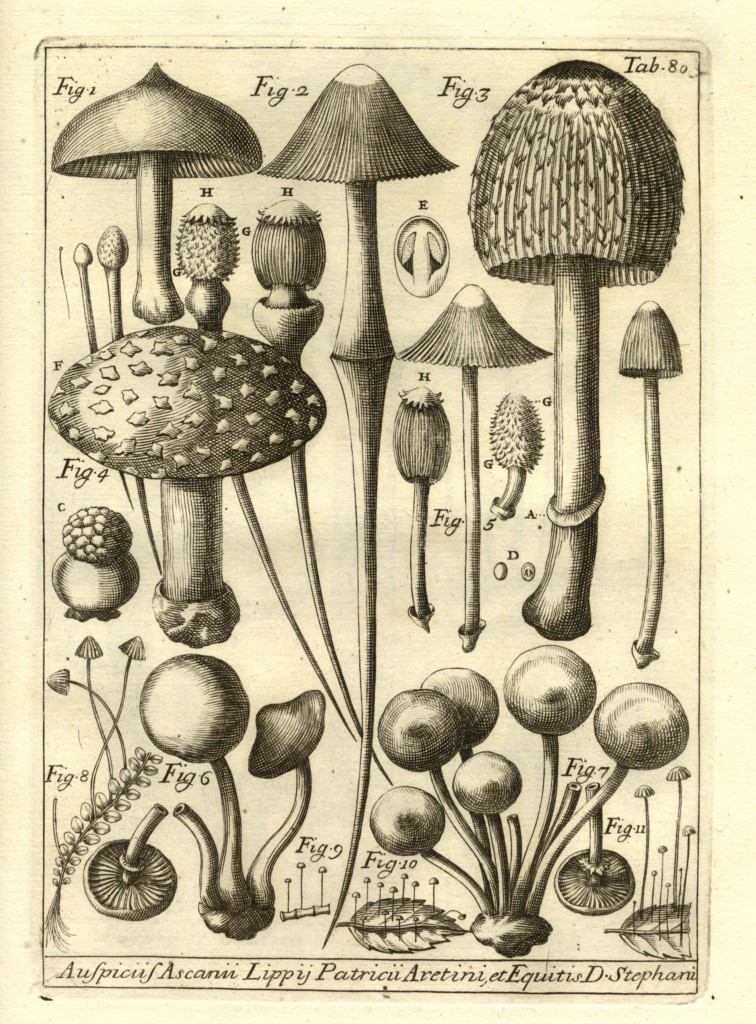 From Pier Antonio Micheli's Nova plantarum genera