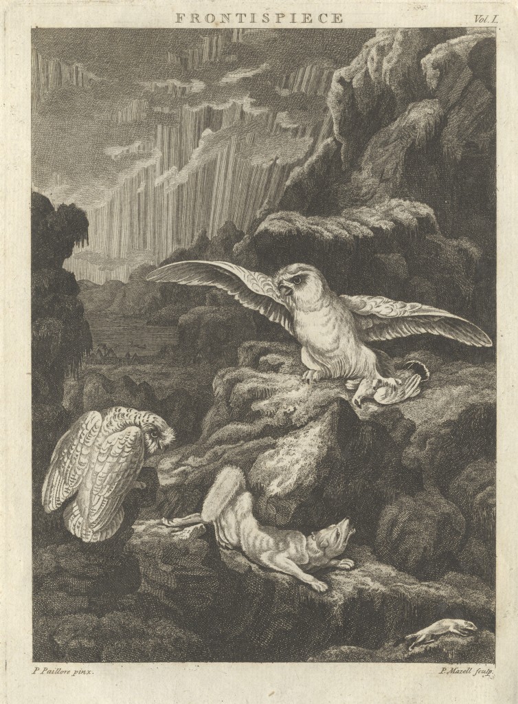 From Thomas Pennant's Arctic Zoology.