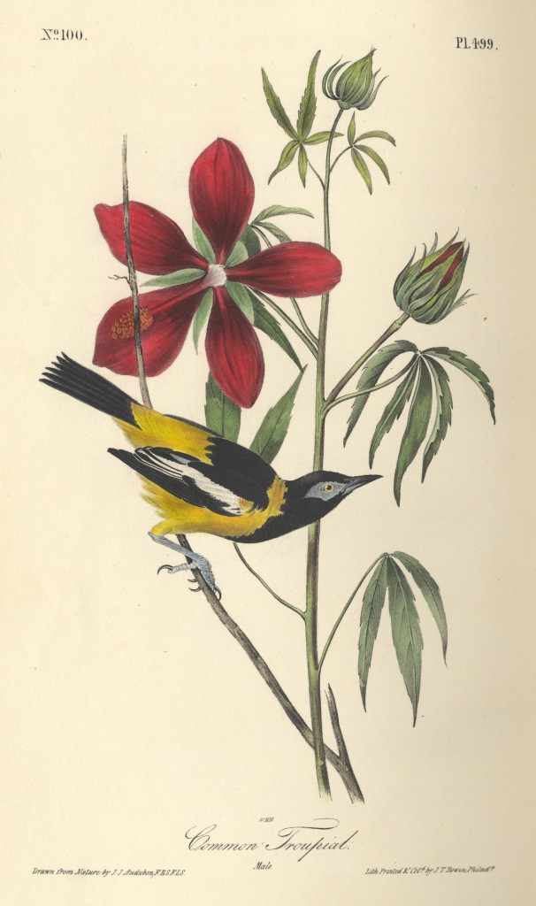 From John James Audubon's Birds of America.