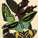 Butterfly019