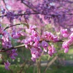 Redbud2