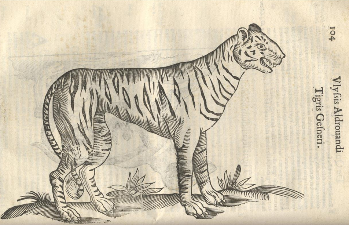 Tigris Gesneri