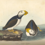 audubon