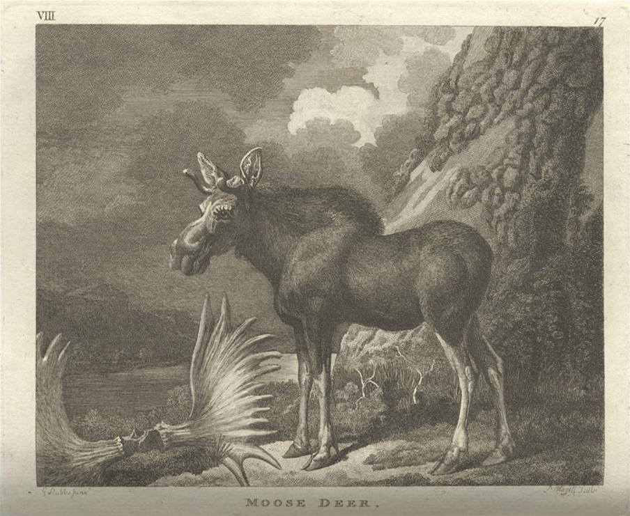 Moose Deer