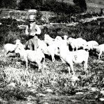 Dexter Peabody behind Peabody Hall with Sheep